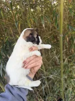 Zena, a female Shihpoo for sale in Glasgow, KY – Photo 2 of 4