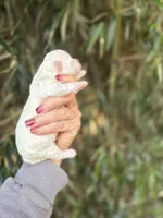 Lulu , a female Poochon for sale in Glasgow, KY – Photo 2 of 4