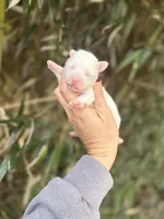 Lulu , a female Poochon for sale in Glasgow, KY – Photo 1 of 4