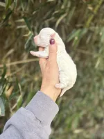 Lulu , a female Poochon for sale in Glasgow, KY – Photo 3 of 4