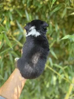 Alania , a female Miniature American Shepherd for sale in Glasgow, KY – 2 of 2