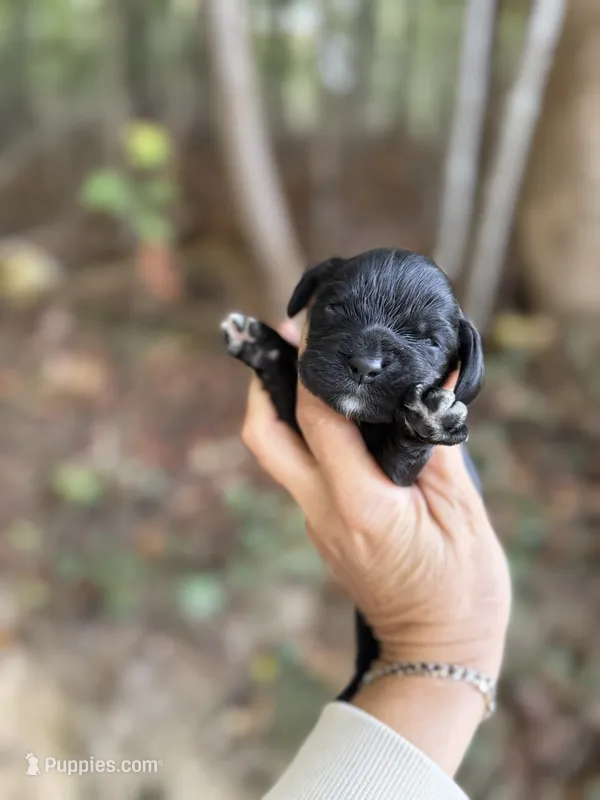 Dan  – Cocker Spaniel puppy for sale in Glasgow, KY