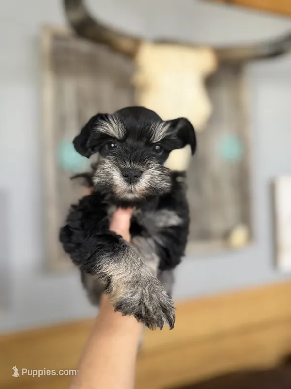 Callie  – Miniature Schnauzer puppy for sale in Glasgow, KY