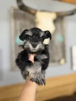 Callie , a female Miniature Schnauzer for sale in Glasgow, KY – 1 of 5