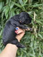 Lane , a male Cocker Spaniel for sale in Glasgow, KY – 4 of 4
