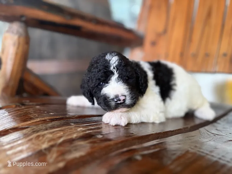 Frank  – Aussiedoodle puppy for sale in Glasgow, KY