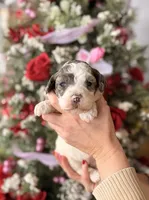Nan, a female Goldendoodle for sale in Glasgow, KY – Photo 1 of 2
