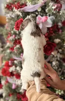 Nan, a female Goldendoodle for sale in Glasgow, KY – Photo 2 of 2