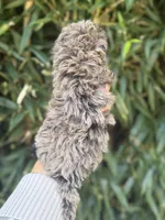 Unique , a female Cockapoo for sale in Glasgow, KY – 4 of 4