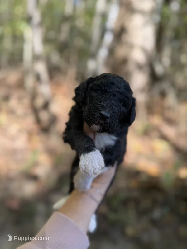 Forrest  – Aussiedoodle puppy for sale in Glasgow, KY