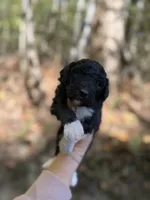Forrest , a male Aussiedoodle for sale in Glasgow, KY – 1 of 4