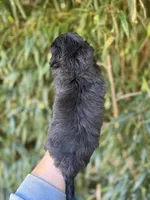 Tash , a female Miniature Aussiedoodle for sale in Glasgow, KY – 2 of 2