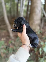 Darla , a female Cocker Spaniel for sale in Glasgow, KY – 2 of 3