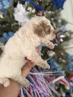 Bandit , a male Cockapoo for sale in Glasgow, KY – 3 of 4