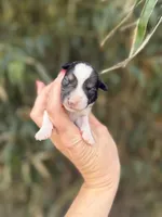 Riley , a male Miniature Schnauzer for sale in Glasgow, KY – Photo 1 of 4