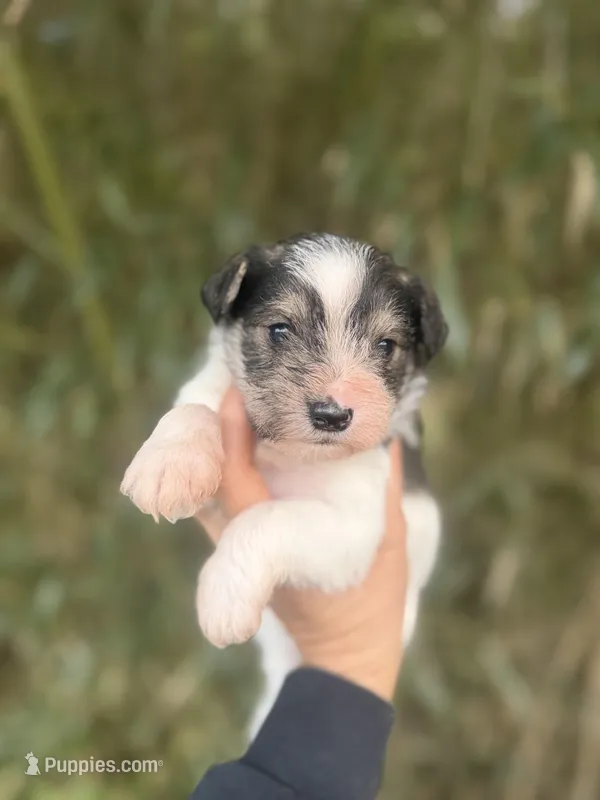 Riley  – Miniature Schnauzer puppy for sale in Glasgow, KY