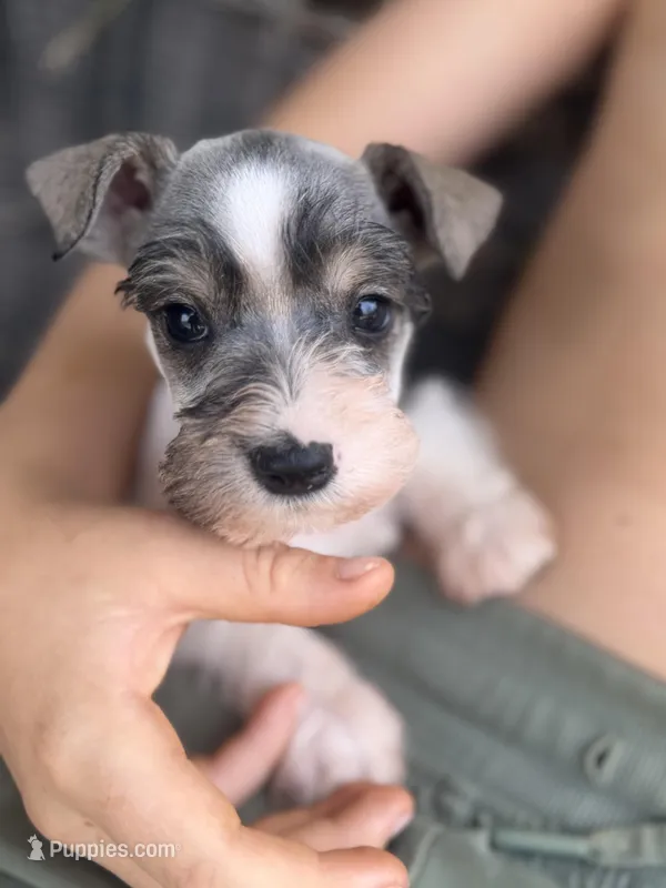 Riley  – Miniature Schnauzer puppy for sale in Glasgow, KY