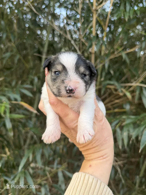 Riley  – Miniature Schnauzer puppy for sale in Glasgow, KY