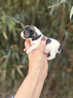 Riley , a male Miniature Schnauzer for sale in Glasgow, KY – Photo 2 of 4