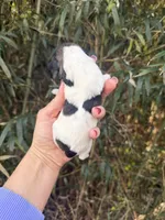 Riley , a male Miniature Schnauzer for sale in Glasgow, KY – Photo 4 of 4