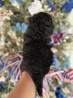 Beep, a male Cockapoo for sale in Glasgow, KY – 2 of 4