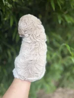 Grace , a female Cavapoo for sale in Glasgow, KY – 2 of 2