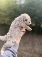 Luke , a male Pomapoo for sale in Glasgow, KY – Photo 4 of 4