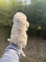 Luke , a male Pomapoo for sale in Glasgow, KY – Photo 3 of 4