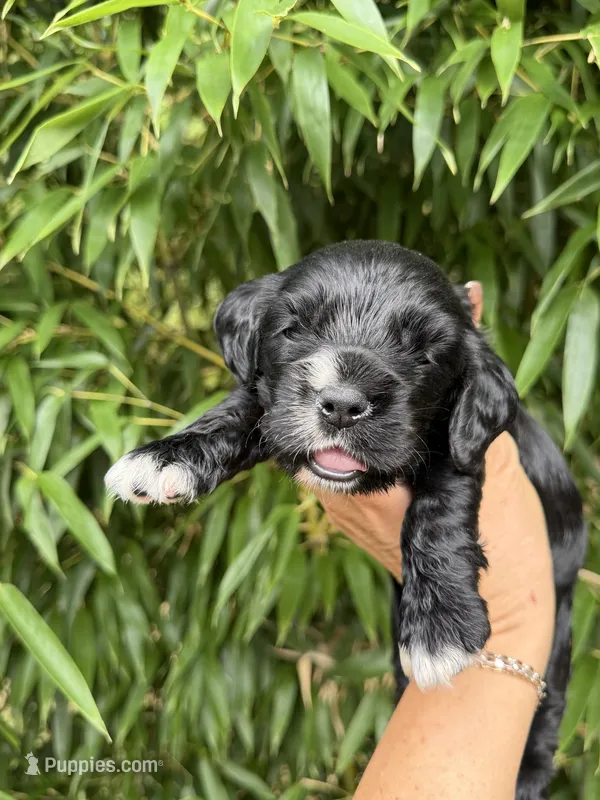 Darla  – Cocker Spaniel puppy for sale in Glasgow, KY