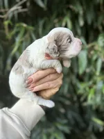 Penelope , a female Cocker Spaniel for sale in Glasgow, KY – 3 of 4