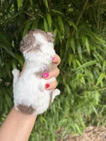 Verna , a female Cockapoo for sale in Glasgow, KY – 3 of 4