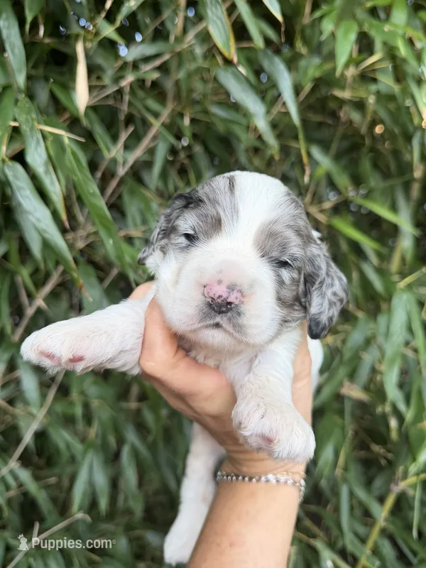 Zion – Cocker Spaniel puppy for sale in Glasgow, KY