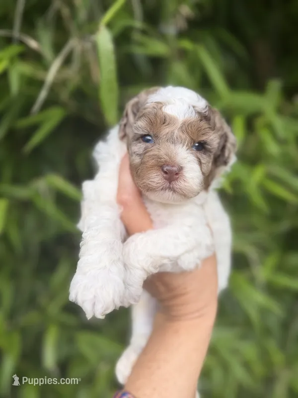 Timmy – Cockapoo puppy for sale in Glasgow, KY
