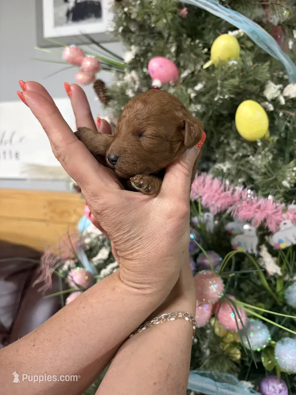 Cinnamon  – Miniature Goldendoodle puppy for sale in Glasgow, KY