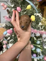 Cinnamon , a female Miniature Goldendoodle for sale in Glasgow, KY – Photo 2 of 4