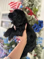 Licorice , a male Cocker Spaniel for sale in Glasgow, KY – 3 of 4