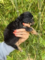 Missy , a female Aussiedoodle for sale in Glasgow, KY – 3 of 3