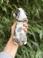 Zena , a female Cocker Spaniel for sale in Glasgow, KY – 2 of 4