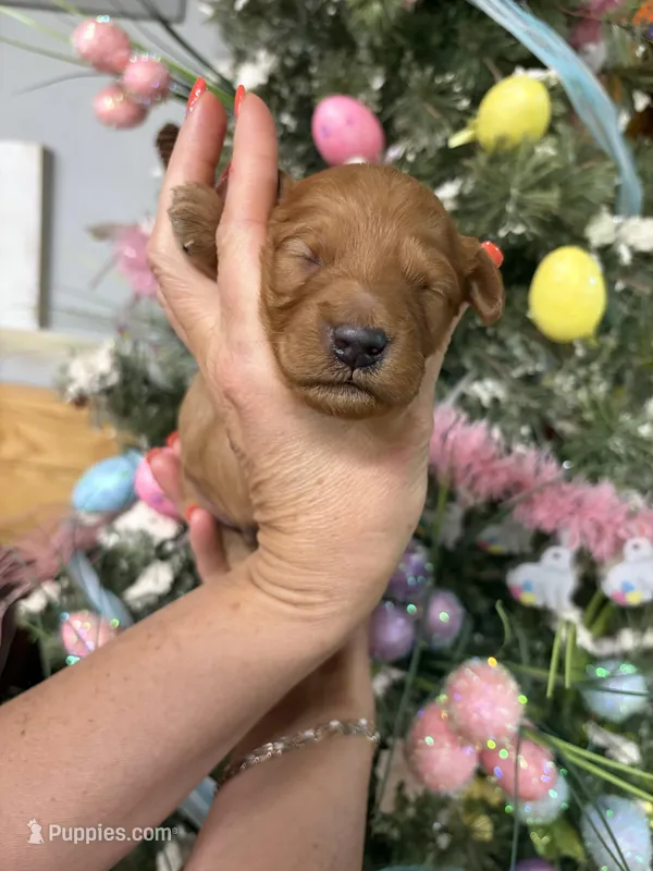 Jim Bob – Miniature Goldendoodle puppy for sale in Glasgow, KY