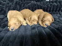 Jim Bob, a male Miniature Goldendoodle for sale in Glasgow, KY – Photo 4 of 5