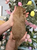 Jim Bob, a male Miniature Goldendoodle for sale in Glasgow, KY – Photo 3 of 5