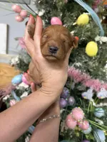 Jim Bob, a male Miniature Goldendoodle for sale in Glasgow, KY – Photo 2 of 5