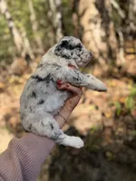 Freya , a female Aussiedoodle for sale in Glasgow, KY – 4 of 4