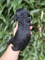 Lane , a male Cocker Spaniel for sale in Glasgow, KY – 2 of 4
