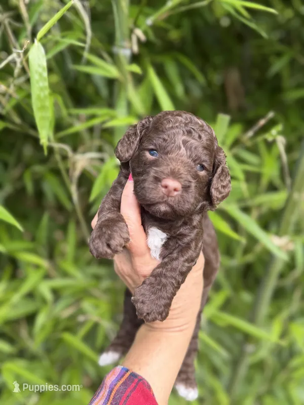 Bo  – Cockapoo puppy for sale in Glasgow, KY