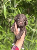 Bo , a male Cockapoo for sale in Glasgow, KY – 1 of 4