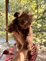 Fozzy, a male Pomapoo for sale in Glasgow, KY – 3 of 5