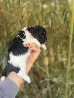 Estill  , a male Cockapoo for sale in Glasgow, KY – Photo 3 of 4