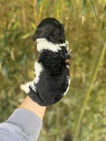 Estill  , a male Cockapoo for sale in Glasgow, KY – Photo 4 of 4
