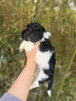 Estill  , a male Cockapoo for sale in Glasgow, KY – Photo 2 of 4